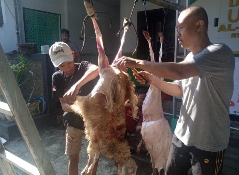 Sembelih 44 Domba, DPC PKS Kaliwates Dapat Dukungan Dari Pengkurban